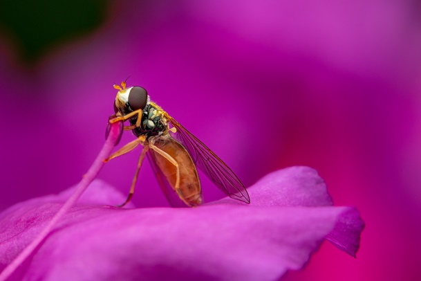 Bug Bracelets: Different Strokes for Different Regions